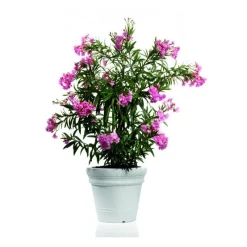 Veca Vasi In Resina Cotto Toscano|Vasi Tondi In Resina*Vaso Doppio Bordo Liscio Ducale
